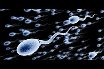 katastrefi-sperma